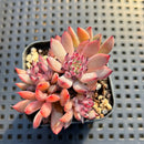 Echeveria 'Pipa' 1"-2" Succulent Plant