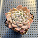 Echeveria 'Loris' 2"-3" Succulent Plant