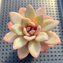 Echeveria 'German Champaign' 2"-3" Succulent Plant