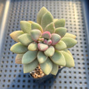 Graptopetalum 'Indian Pink' 2" Air Magic Hybrid Succulent Plant