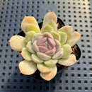Echeveria sp. 2" Succulent Plant