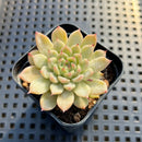 Echeveria sp. 2" Succulent Plant