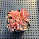 Echeveria 'Pipa' 1"-2" Succulent Plant