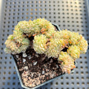 Echeveria 'Twin Berry' Crested 3" Succulent Plant