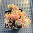 Echeveria 'Twin Berry' Crested 3" Succulent Plant