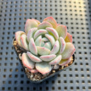 Echeveria sp. 2" Succulent Plant