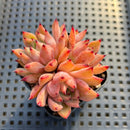Echeveria 'Nomad' 2"-3" Cluster Succulent Plant
