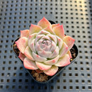 Echeveria sp. 2" Succulent Plant