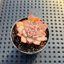 Echeveria sp. 1"-2" Succulent Plant
