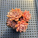 Echeveria sp. 2" Cluster Succulent Plant