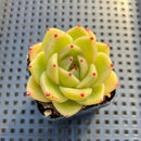 Echeveria Agavoides sp. 2" Succulent Plant
