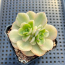 Echeveria 'Nicksana' 2"-3" Reverse Variegated Succulent Plant