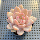 Echeveria 'Sung Young' 3" Succulent Plant