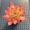 Echeveria sp. 2"-3" Succulent Plant