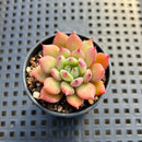 Echeveria 'Apple Pie' 1" Succulent Plant