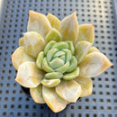 Echeveria sp. 2"-3" Strange Coloration Succulent Plant