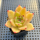 Echeveria Agavoides sp. 2" Succulent Plant