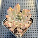 Echeveria sp. 2" Succulent Plant