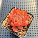Pachyphytum sp. 2" Succulent Plant