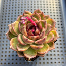 Echeveria 'Black Queen' 2" Succulent Plant