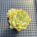 Echeveria sp. 2" Succulent Plant
