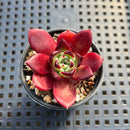 Echeveria 'Sarabony' Superclone 1" Succulent Plant