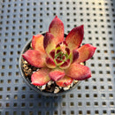 Echeveria 'Sarabony' Superclone 1" Succulent Plant