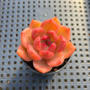 Echeveria 'Sharman' 2" Succulent Plant