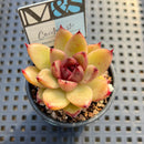Echeveria 'Contrast' 2" Mam&Sister Farm Original Japanese Hybrid Succulent Plant