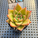 Echeveria Agavoides 'Adrian' 2" Mam&Sister Farm Original Japanese Hybrid Succulent Plant