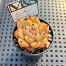 Echeveria 'Gather' 2" Mam&Sister Farm Original Japanese Hybrid Succulent Plant