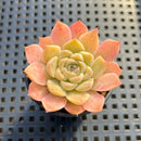 Echeveria 'Orange Bar' 1"-2" Succulent Plant