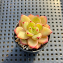 Echeveria 'Lovebird' 2" Succulent Plant