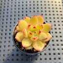 Echeveria 'Lovebird' 2" Succulent Plant