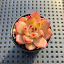 Echeveria 'Lovebird' 2" Succulent Plant
