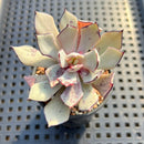 Echeveria Strictiflora 2" Succulent Plant