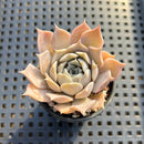 Echeveria 'Yurina' 2" Air Magic Hybrid Succulent Plant
