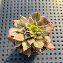 Echeveria 'Silver Prince' Variegated 2" Succulent Plant