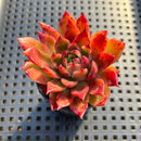 Echeveria Agavoides sp. 2" Succulent Plant