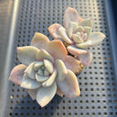 Echeveria 'Missing You' 2"-3" Succulent Plant