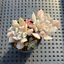 Echeveria 'Pignose' 2"-3" Cluster Succulent Plant