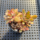 Echeveria 'Rika' 2"-3" Cluster Succulent Plant