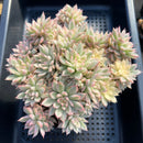 Echeveria 'Mebina' Variegated 5"-6" Cluster Succulent Plant