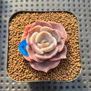 Echeveria 'Joong San' 2" Succulent Plant Cutting