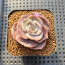 Echeveria 'Joong San' 2" Succulent Plant Cutting