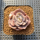 Echeveria 'Joong San' 2" Succulent Plant Cutting