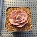 Echeveria 'Joong San' 2" Succulent Plant Cutting