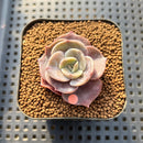 Echeveria 'Joong San' 2" Succulent Plant Cutting