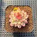 Echeveria 'Mebina' Variegated 1" Succulent Plant Cutting