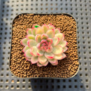 Echeveria 'Mebina' Variegated 1" Succulent Plant Cutting